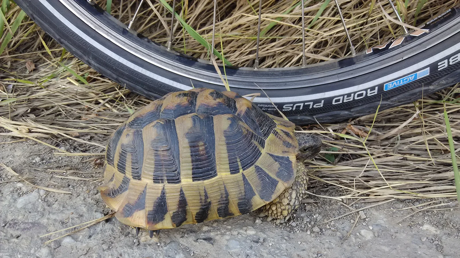biciklistička ruta 105 Kragujevac je srednje zahtevna, odmor u hostelu kragujevac za bajkere